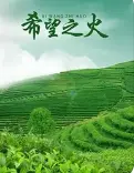 希望之火 HD国语