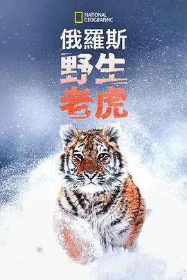 俄罗斯野生老虎 正片